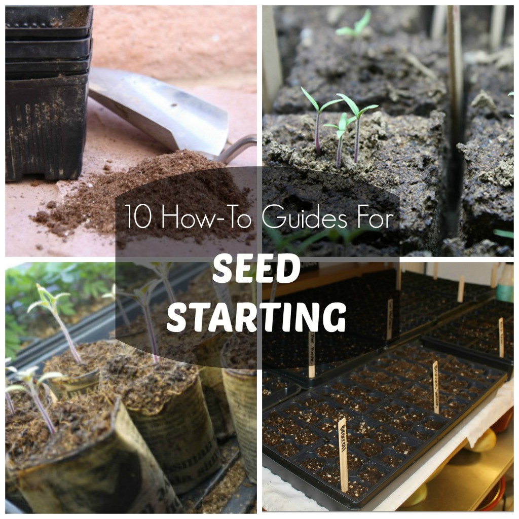 10 How-To Guides For Seed Starting | The Toups Address